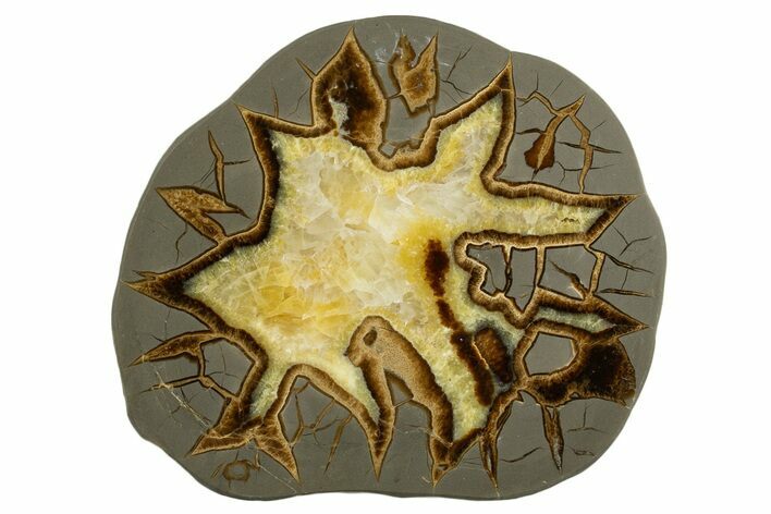 Polished Septarian Slab - Utah #338216